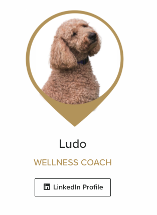 Profile card for ludo a wellness coach showing a dog headshot inside a gold location pin with a linkedin button below