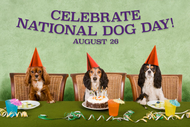 International dog day Three dogs in orange party hats sit at a green table with a birthday cake and colorful drinks under a banner reading celebrate national dog day August 26